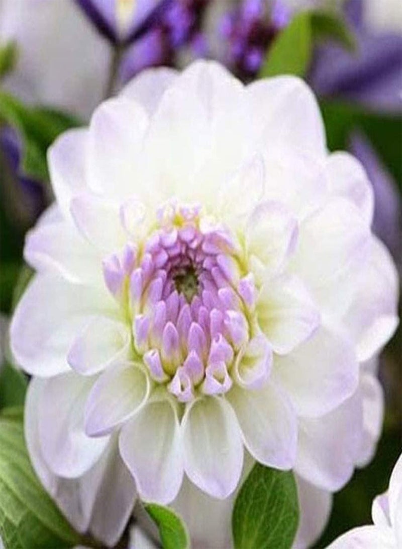 GGOOT 2pcs Witte Dahlia Bollen Perennial Zeldzame Bloemen Outdoor Tuin Planten Bloeiende Rijke Geur Mooie Tuin Decoratie - Image 1