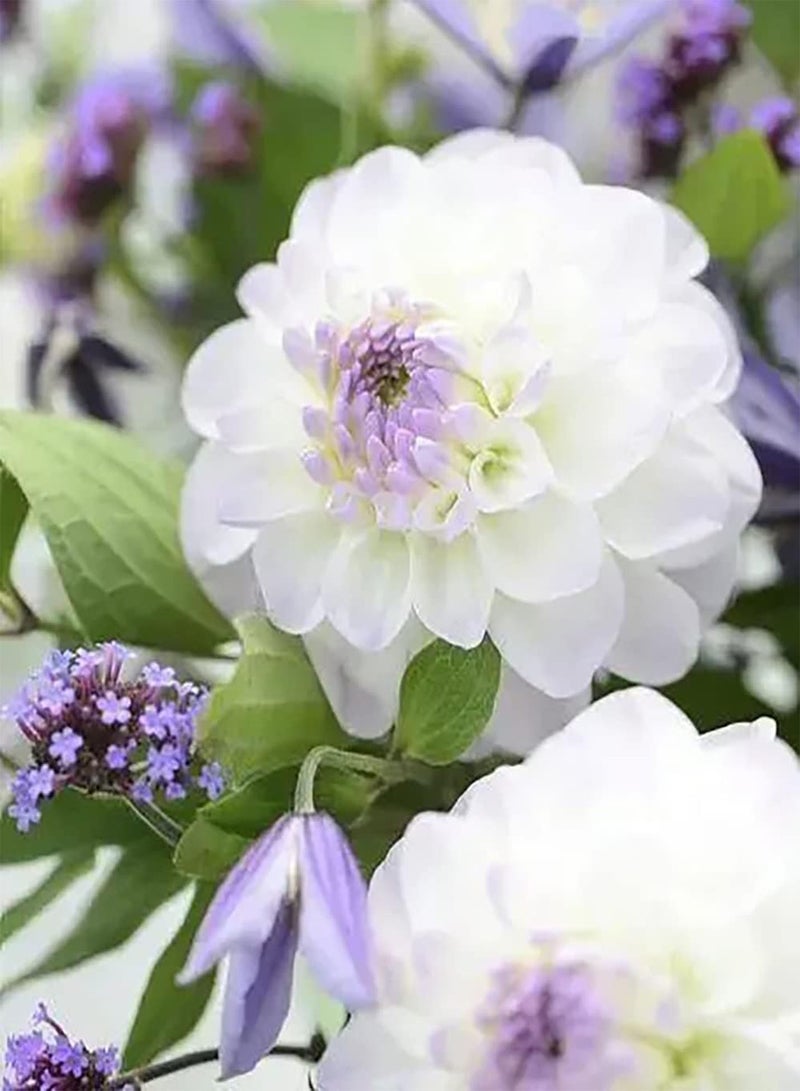 GGOOT 2pcs Witte Dahlia Bollen Perennial Zeldzame Bloemen Outdoor Tuin Planten Bloeiende Rijke Geur Mooie Tuin Decoratie - Image 2