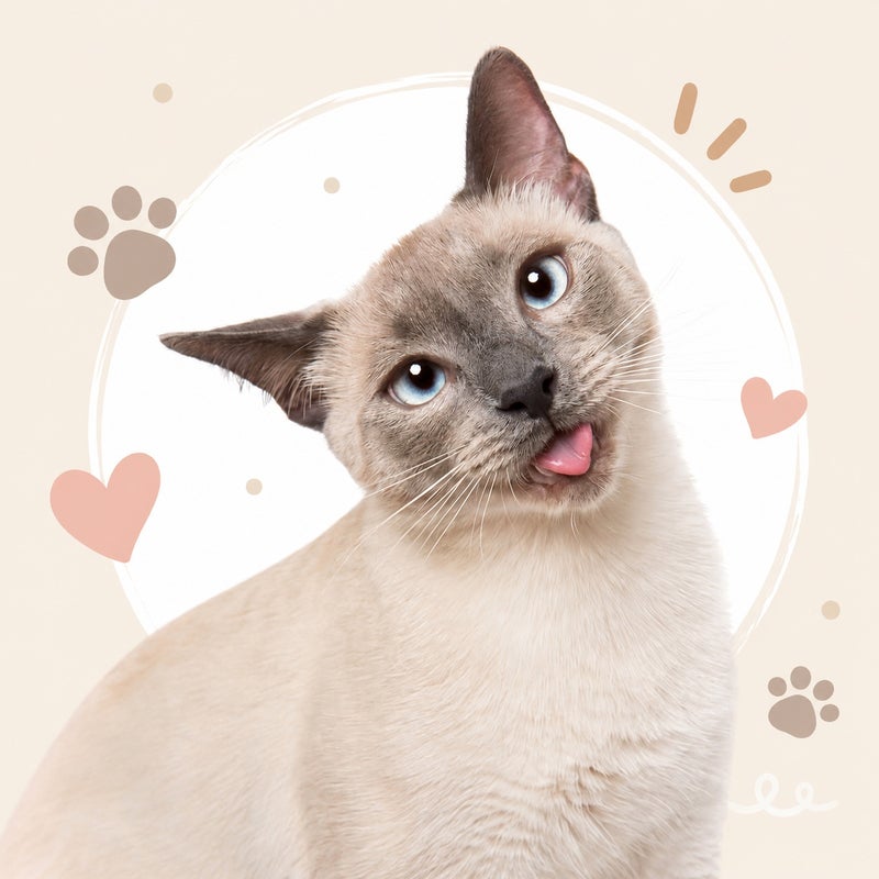 Cute Cat Print Decorative Throw Pillow Cover Soft Square Cushion Cover for Sofa Bed Living Room - Image 1
