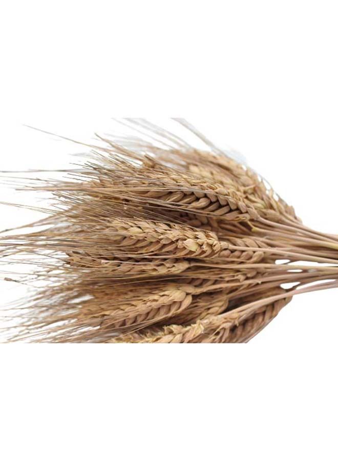 FANCY FLOWERS Natural Dried Wheat Grass Bundle Artificial Wheat Dried Flower (MOKA 100) - Image 3