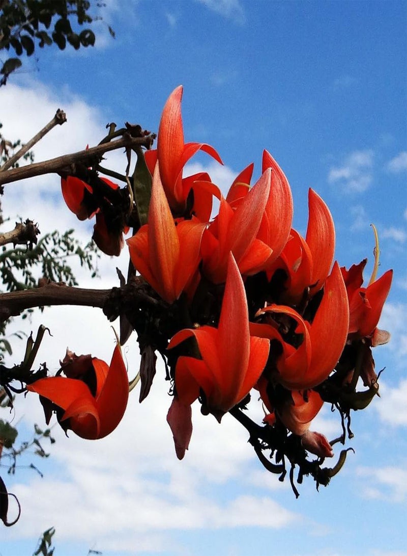 جي جوت بذور شجرة بونساي "بوتيا مونوسبيرما" من "شعلة الغابة" - 10 بذور لنباتات منزلية داخلية - Image 1