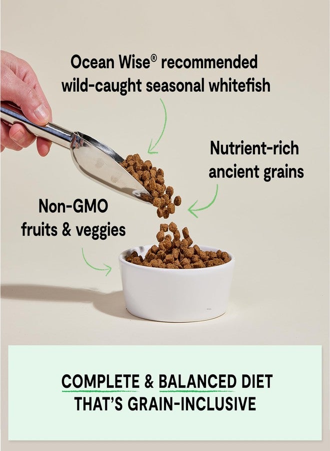 Open Farm أوبن فارم، طعام جاف للكلاب من الحبوب القديمة، غني بالبروتين والعناصر الغذائية، 90% بروتين حيواني ممزوج بفواكه وخضراوات وأطعمة فائقة غير معدلة وراثيًا، بنكهة سمك أبيض موسمي، كيس 4 أرطال - Image 2