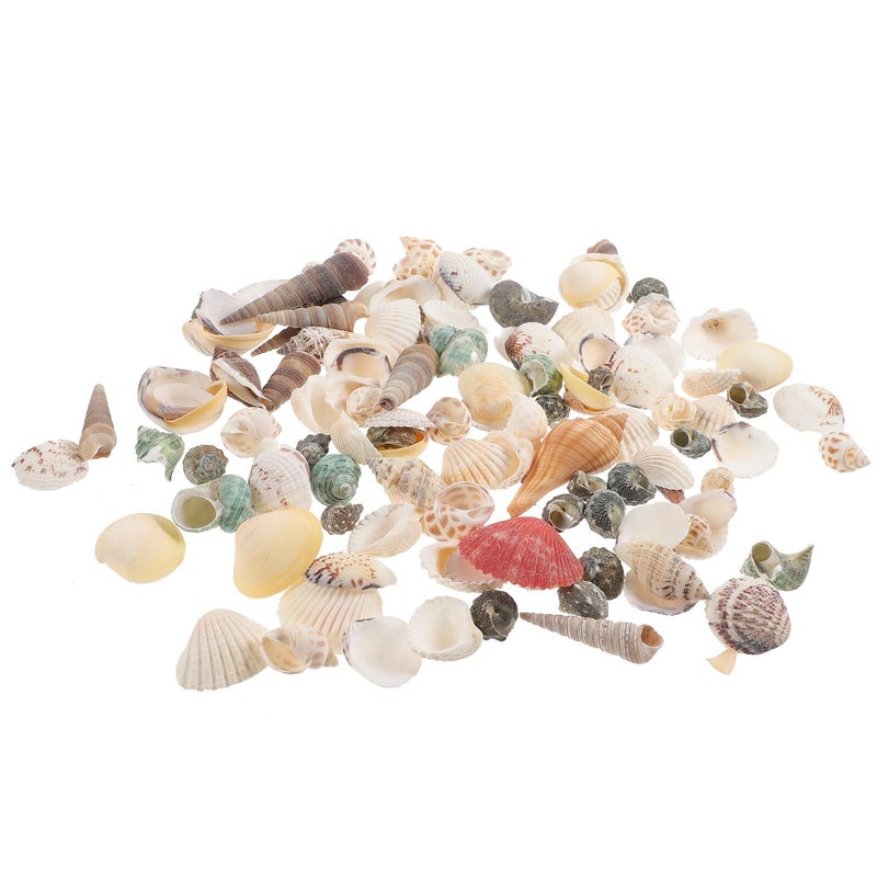 Natural Conch Shells For Aquarium Decor 300g Box DIY Craft Beach Fish Tank Decorations - Image 2