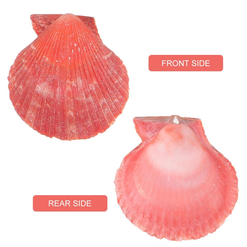 Natural Conch Shells For Aquarium Decor 300g Box DIY Craft Beach Fish Tank Decorations - Image 4