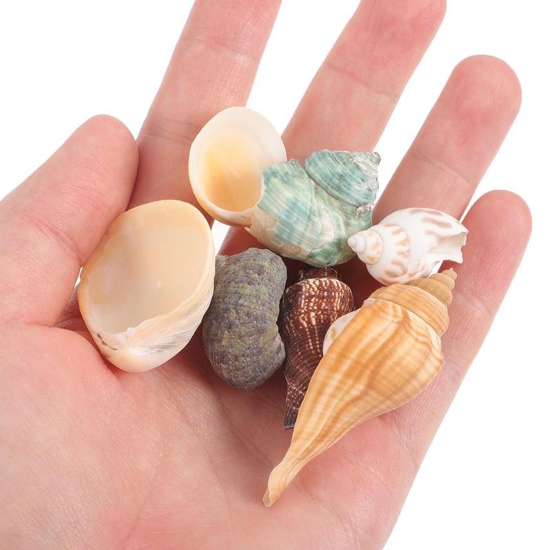 Natural Conch Shells For Aquarium Decor 300g Box DIY Craft Beach Fish Tank Decorations - Image 5