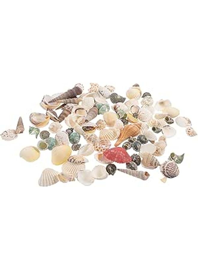 Natural Conch Shells For Aquarium Decor 300g Box DIY Craft Beach Fish Tank Decorations - Image 1