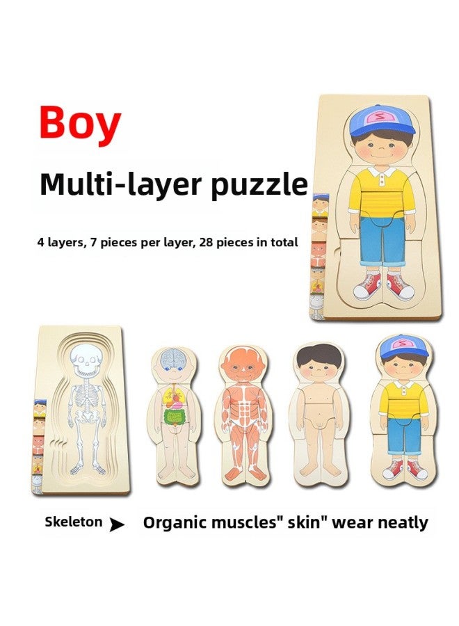 Boys' And Girls' Body Structure Puzzle Young Children's Wooden Toys Human Organ Cognition Early Education Multilayer Puzzle-Color:MT Boys Multilayer Puzzle - Image 1