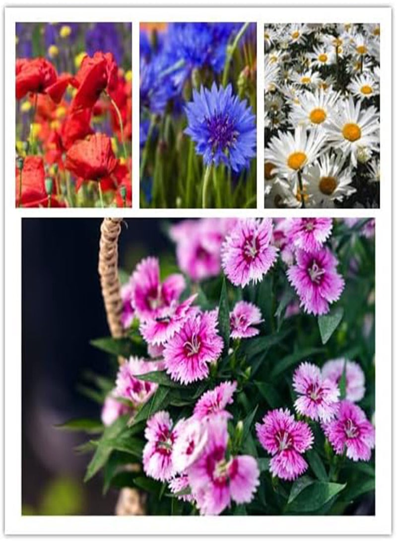 GGOOT Wildflower Seeds, Perennial Annual Wild Flower Seeds Mixed for Planting (2 Ounces 50+ Seeds)  - Image 3