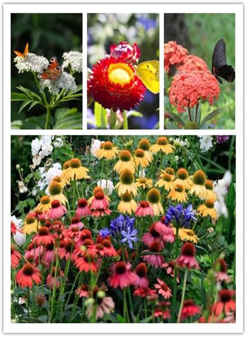 GGOOT Wildflower Seeds, Perennial Annual Wild Flower Seeds Mixed for Planting (2 Ounces 50+ Seeds)  - Image 5