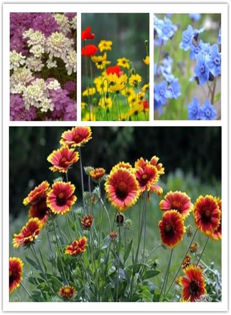 GGOOT Wildflower Seeds, Perennial Annual Wild Flower Seeds Mixed for Planting (2 Ounces 50+ Seeds)  - Image 4