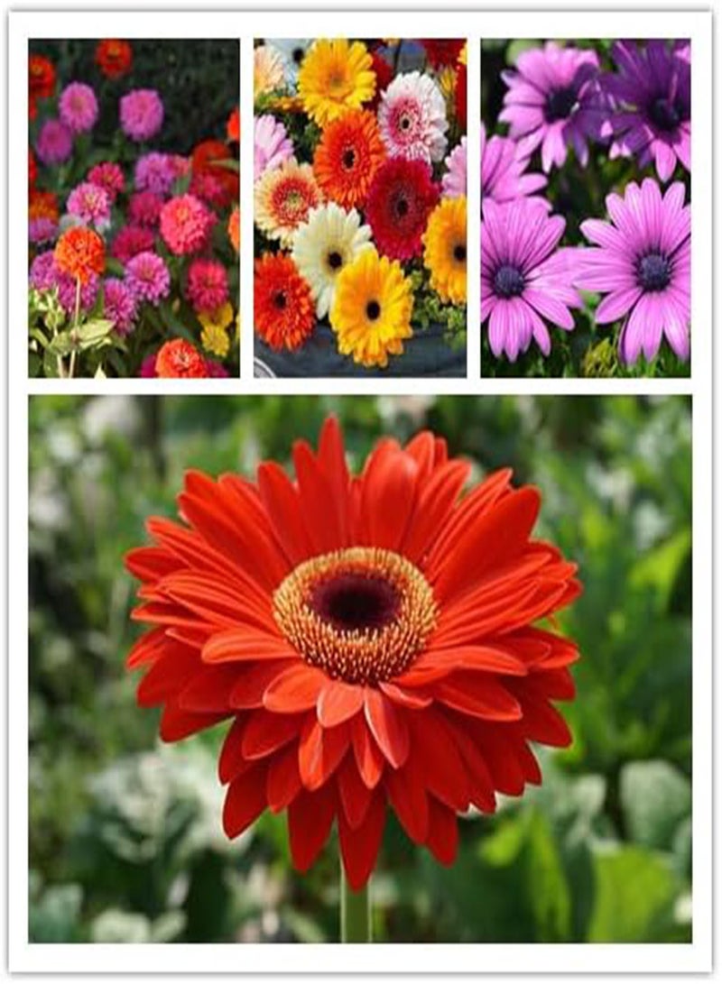 GGOOT Wildflower Seeds, Perennial Annual Wild Flower Seeds Mixed for Planting (2 Ounces 50+ Seeds)  - Image 2