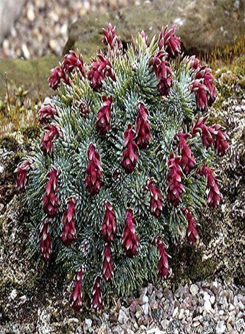 جي جوت 50 بذور Sempervivum - ( )، دجاج منزلي وصيصان - هاردي - Image 4