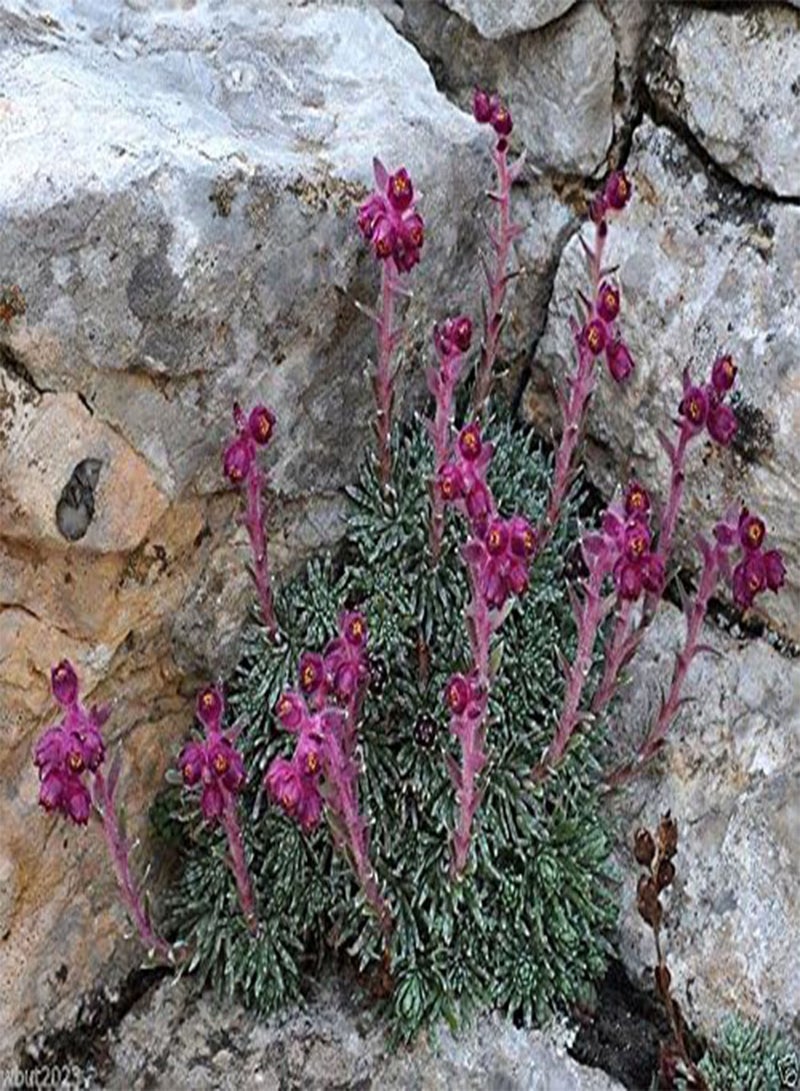 جي جوت 50 بذور Sempervivum - ( )، دجاج منزلي وصيصان - هاردي - Image 2