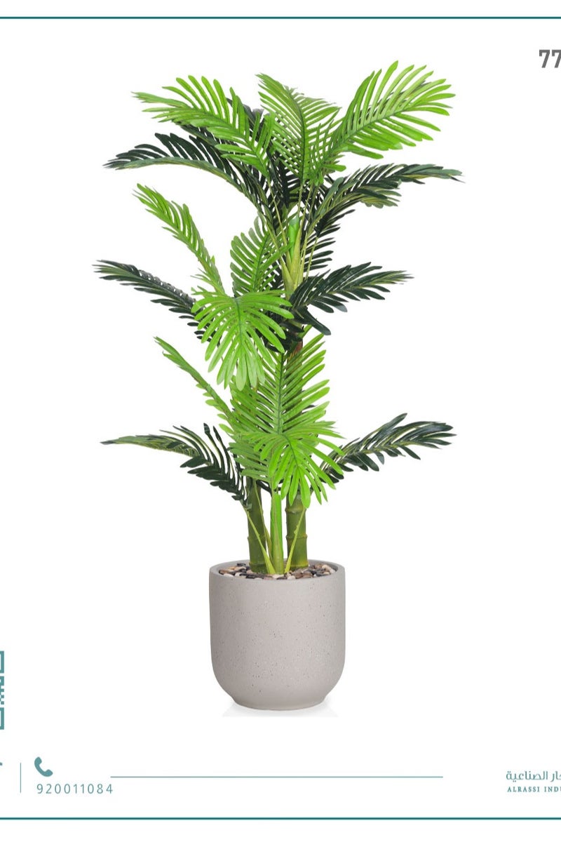 Alrassi Small Areca Palm (3 Stems) in Cylindrical Fiber Pot - Image 2