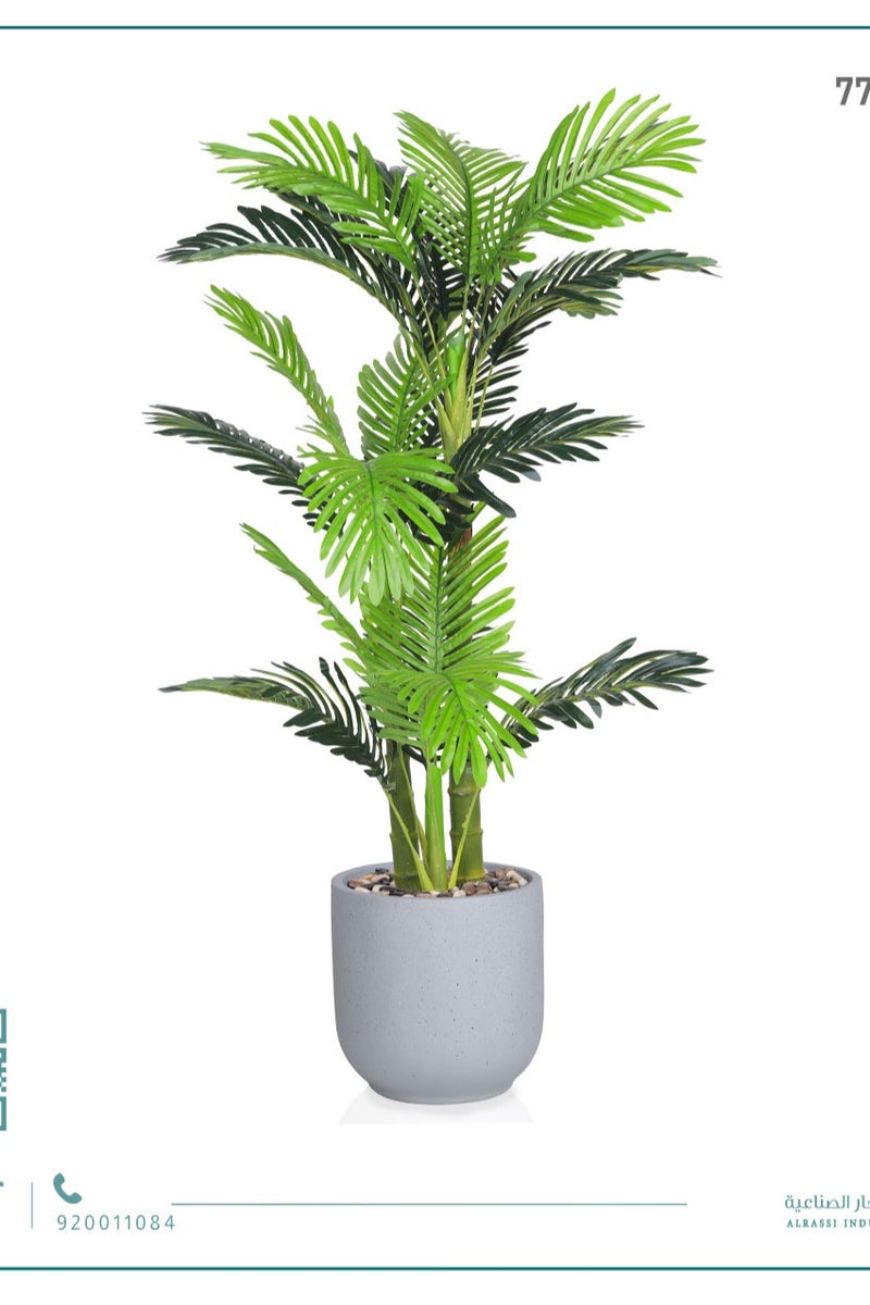 Alrassi Small Areca Palm (3 Stems) in Cylindrical Fiber Pot - Image 4