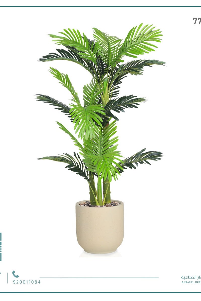 Alrassi Small Areca Palm (3 Stems) in Cylindrical Fiber Pot - Image 5