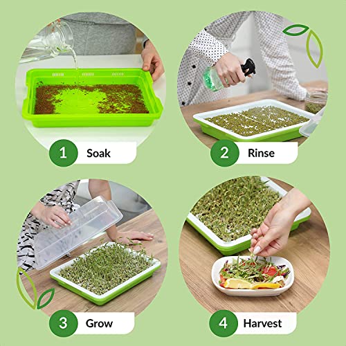KAHEIGN 6pcs Seeds Sprout Trays for Sprouts 32cm x 26cm Sprouts with Lid Germination Tray for Large Seeds Germination Tray for Grow Mish Beans Clover Wheat Grass - Image 5