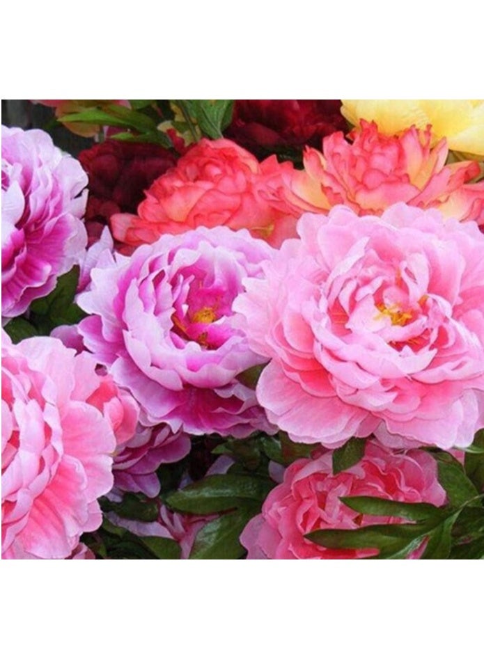 الواحة-TH 50 بذور فاوانيا كبيرة مزدوجة الألوان، ذات معدل إنبات مرتفع، سهلة النمو، نباتات زينة لحديقة شرفة بونساي - Image 2