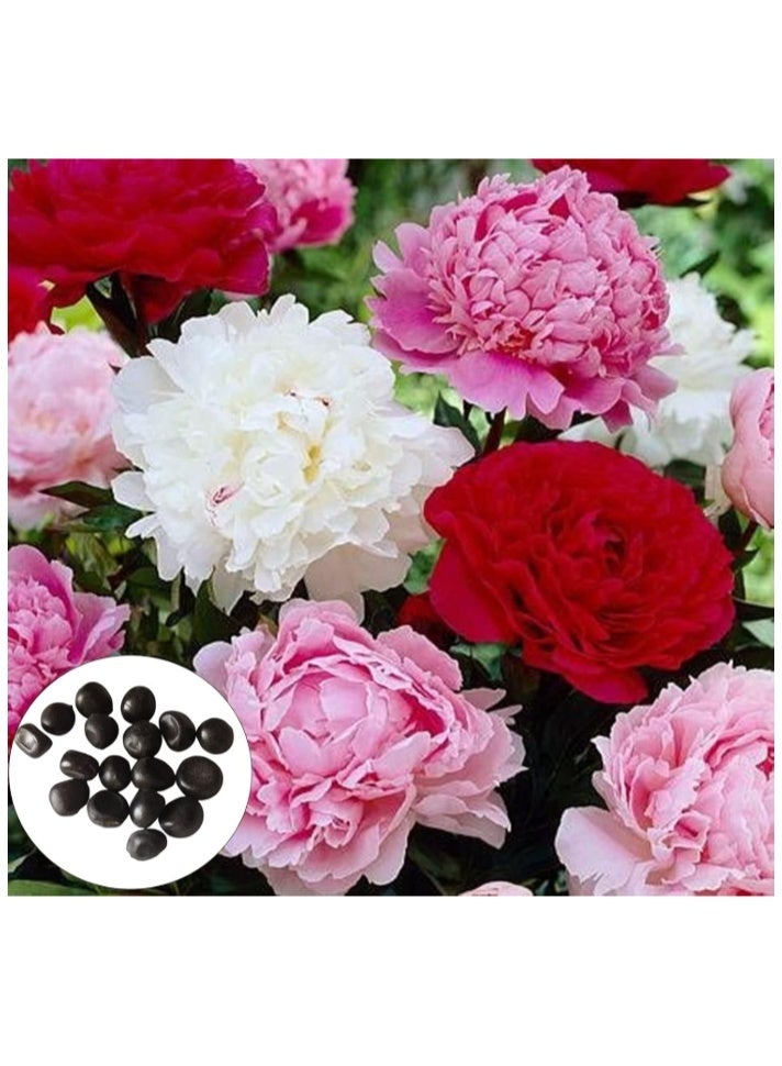 الواحة-TH 50 بذور فاوانيا كبيرة مزدوجة الألوان، ذات معدل إنبات مرتفع، سهلة النمو، نباتات زينة لحديقة شرفة بونساي - Image 1