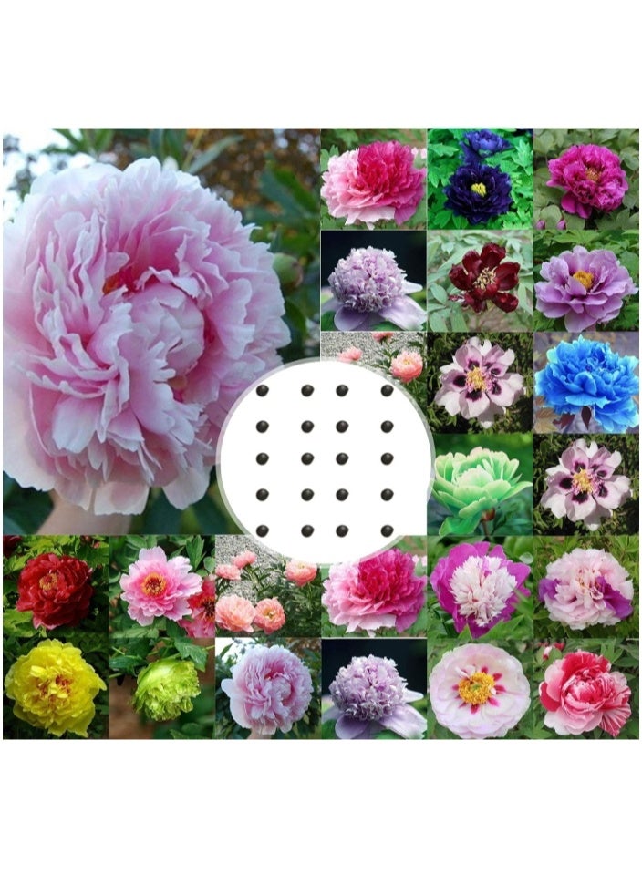 الواحة-TH 50 بذور فاوانيا كبيرة مزدوجة الألوان، ذات معدل إنبات مرتفع، سهلة النمو، نباتات زينة لحديقة شرفة بونساي - Image 3