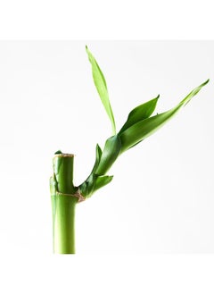 Plant, Lucky Bamboo, 45 Cm - pzsku/Z79F72C9128530CAC7DBBZ/45/_/1734012907/9bb1a949-8f94-461f-8540-70a75d4dd8d7