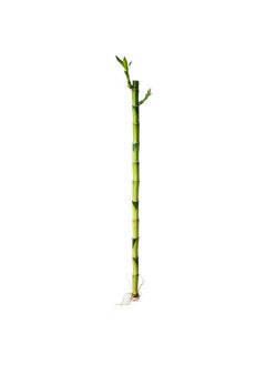 Plant, Lucky Bamboo, 45 Cm - pzsku/Z79F72C9128530CAC7DBBZ/45/_/1734012931/fc48bc10-6d0a-4a26-8a1b-903245a7bd45