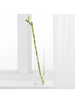 Plant, Lucky Bamboo, 45 Cm - pzsku/Z79F72C9128530CAC7DBBZ/45/_/1734012935/870e51b7-3704-4d81-a395-ceaa1243f92b