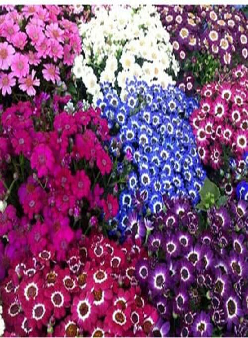 GGOOT Cineraria Hybrida Dwarf Mix - 100 Seeds - Senecio hybridus Nana Masterpiece - Image 1