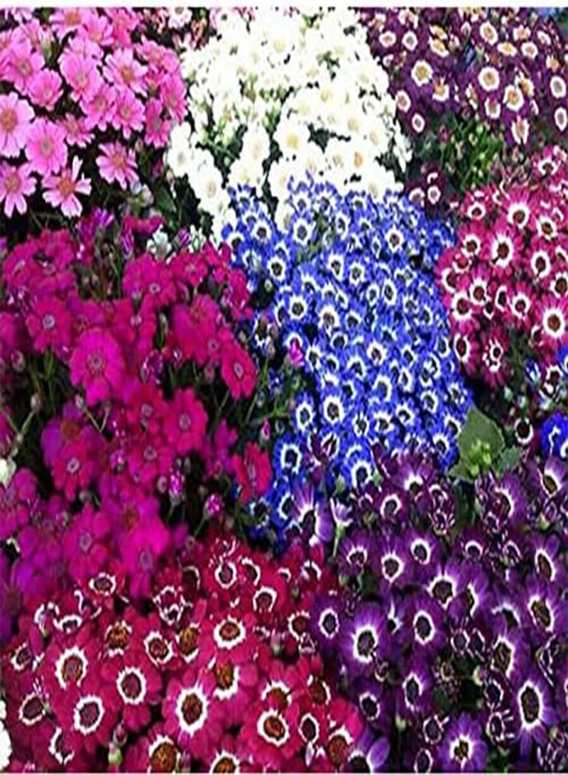 GGOOT Cineraria Hybrida Dwarf Mix - 100 Seeds - Senecio hybridus Nana Masterpiece - Image 2