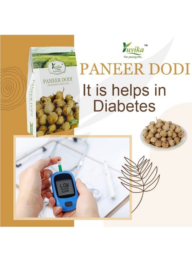 YUVIKA Paneer Dodi Powder - Paneer Doda Powder - Withania Coagulans 200 Grams - Image 2