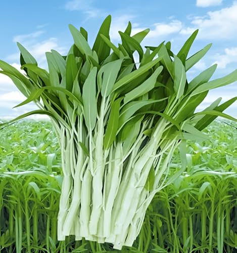 CZ Grain Vegetable Garden Seeds for Planting - Grow Heirloom Vegetables (Ong Choy) - Image 3