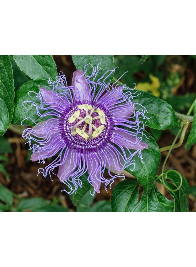 5pcs Passion Flower (Passiflora incarnata), plant Exotic Passion Fruit Seeds Passiflora Edulis for home garden 5