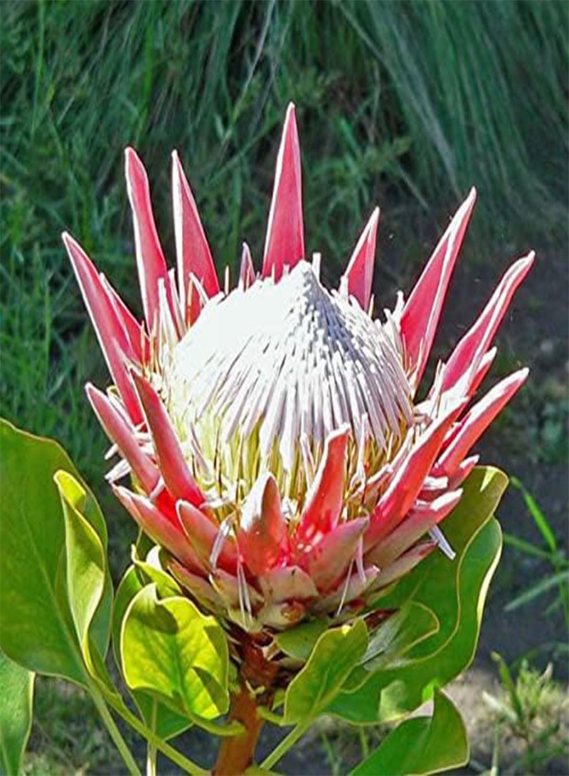 جي جوت 60 قطعة من بذور زهرة البروتيا