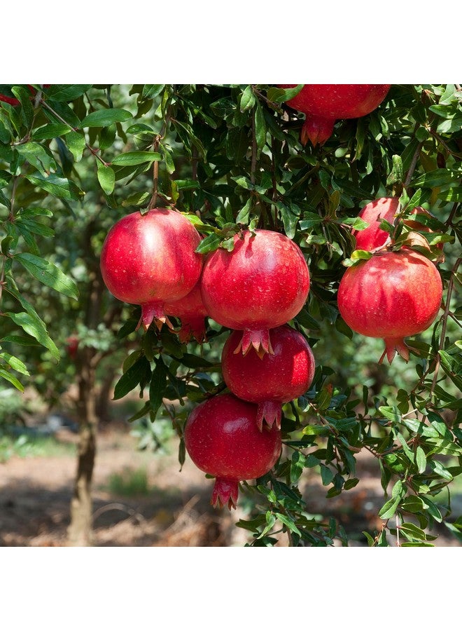 Herb Pharm USDA Organic Pomegranate Capsules for Heart Health Support | Antioxidant Activity Support & Heart Health Supplement Certified Organic Pomegranate Extract | 60 Vegan Capsules 30 Day Supply* - Image 3