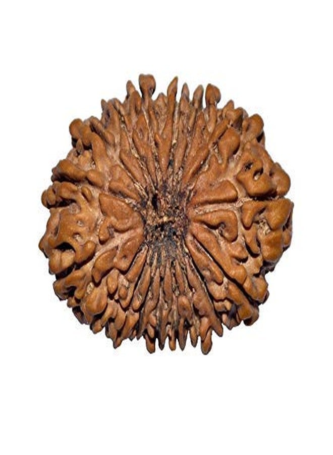 TheGalaxy 19 Mukhi | 19 Face Wood Brown Nepal Rudraksha Spritual Lab Certified Beed | 25mm-30mm - Image 1