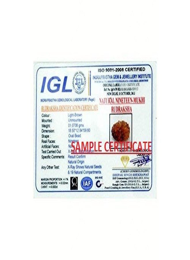 TheGalaxy 19 Mukhi | 19 Face Wood Brown Nepal Rudraksha Spritual Lab Certified Beed | 25mm-30mm - Image 2