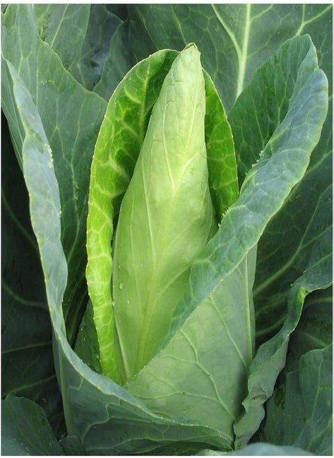 Cabbage CARAFLEX F1-30