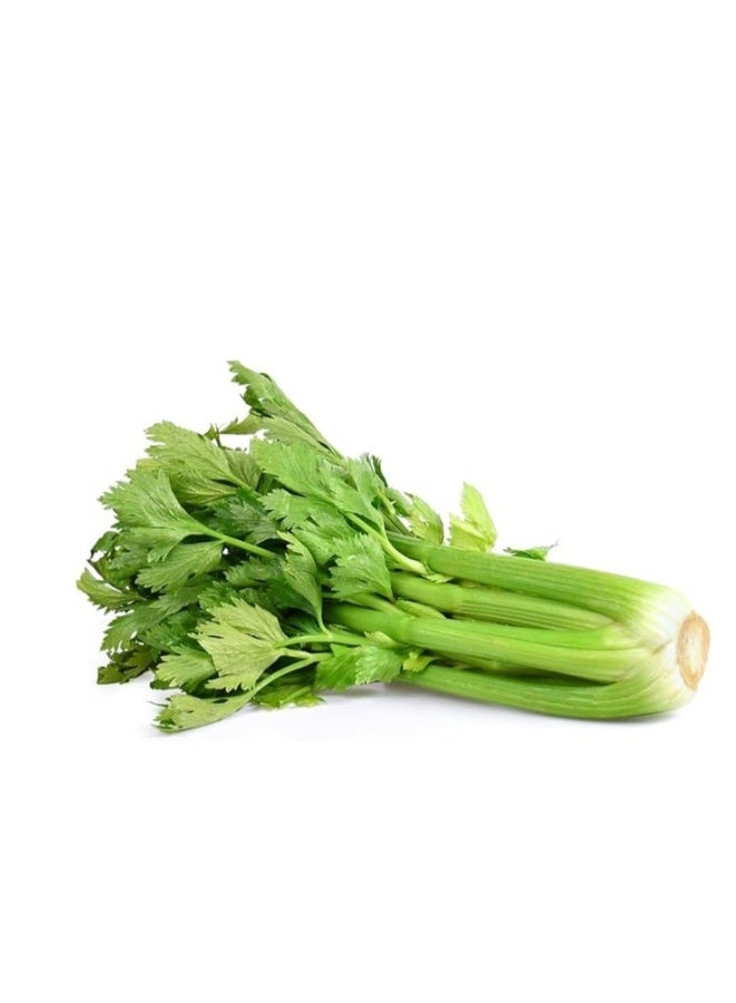 2000 بذرة كرفس للزراعة المنزلية - Image 2