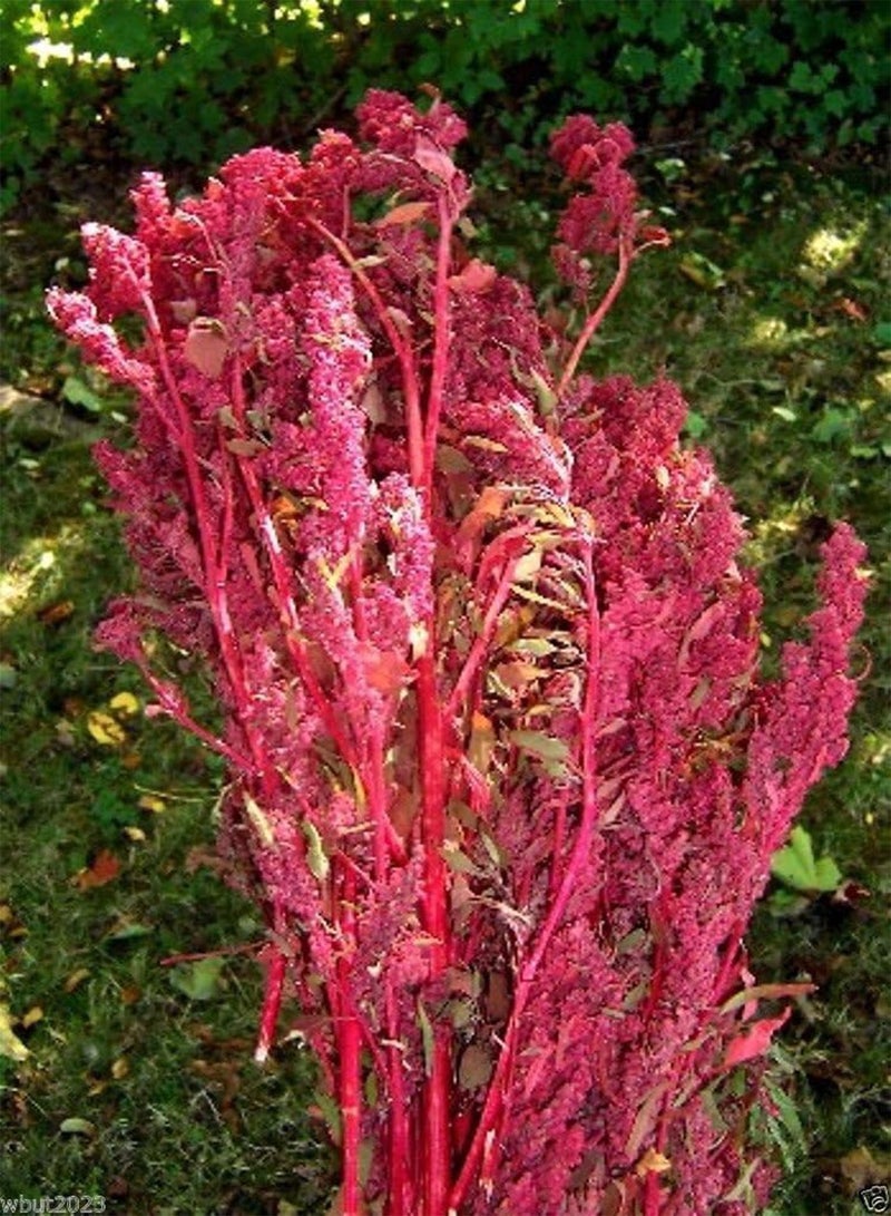 GGOOT Red Aztec Spinach/Huauzontle -(C. berlandieri) Grown for Grains,Micro-green,Leaf(300 Seeds) - Image 1