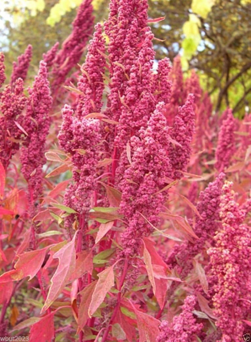 GGOOT Red Aztec Spinach/Huauzontle -(C. berlandieri) Grown for Grains,Micro-green,Leaf(300 Seeds) - Image 2