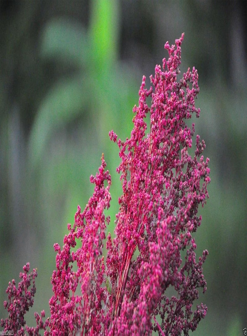 GGOOT Red Aztec Spinach/Huauzontle -(C. berlandieri) Grown for Grains,Micro-green,Leaf(300 Seeds) - Image 3
