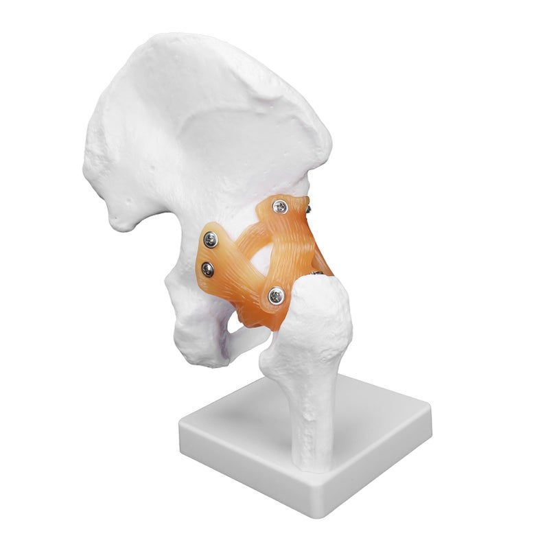 Professional Hip Bone Model Realistic Human Hip Joint Model Hip Joint Teaching Skeleton - Image 2