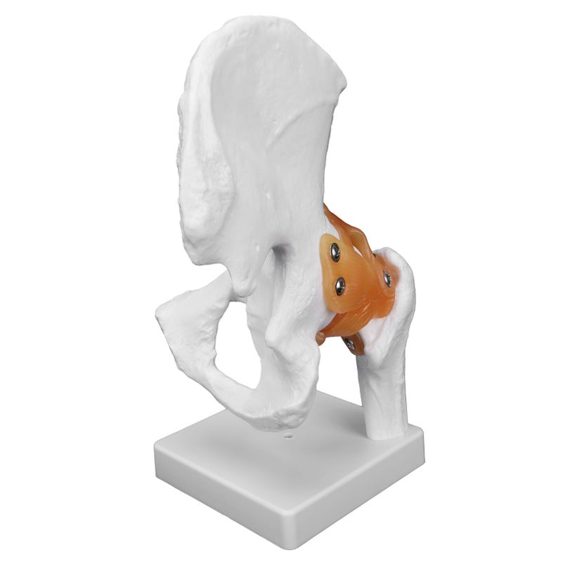 Professional Hip Bone Model Realistic Human Hip Joint Model Hip Joint Teaching Skeleton - Image 3