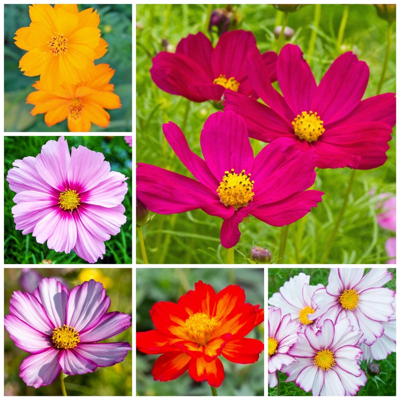Seed Needs Flower Seeds Cosmos Crazy Blend No Filler 10+ Varieties Cosmos | Cosmo Bipinnatus Open Pollinated Untreated | Resealable Packaging Keeps Seeds Fresh | Bulk Cosmos Flowering Seed Mix - Image 3