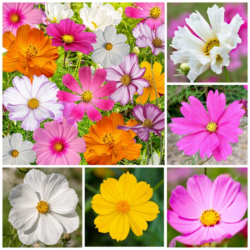 Seed Needs Flower Seeds Cosmos Crazy Blend No Filler 10+ Varieties Cosmos | Cosmo Bipinnatus Open Pollinated Untreated | Resealable Packaging Keeps Seeds Fresh | Bulk Cosmos Flowering Seed Mix - Image 2