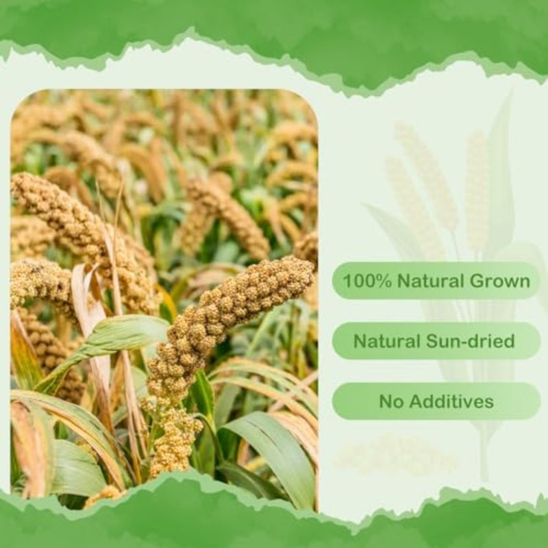 2.5LB Spray Millet Treat, All Natural Sun-Dried Healthy Treat Parrot Food Bird Snack for Parakeets, Lovebirds, Cockatiels, Finches, Budgies, Canaries Hamster, Bird Food Bulk - Image 2
