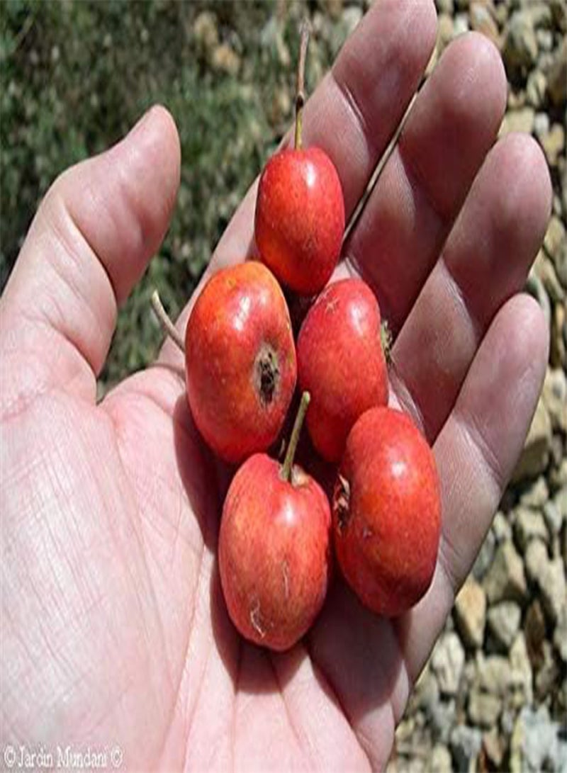 GGOOT Rare 4 Graines D' Azerolier(Crataegus Azarolus) H369 Red Azarole Hawthorn Seeds - Image 3