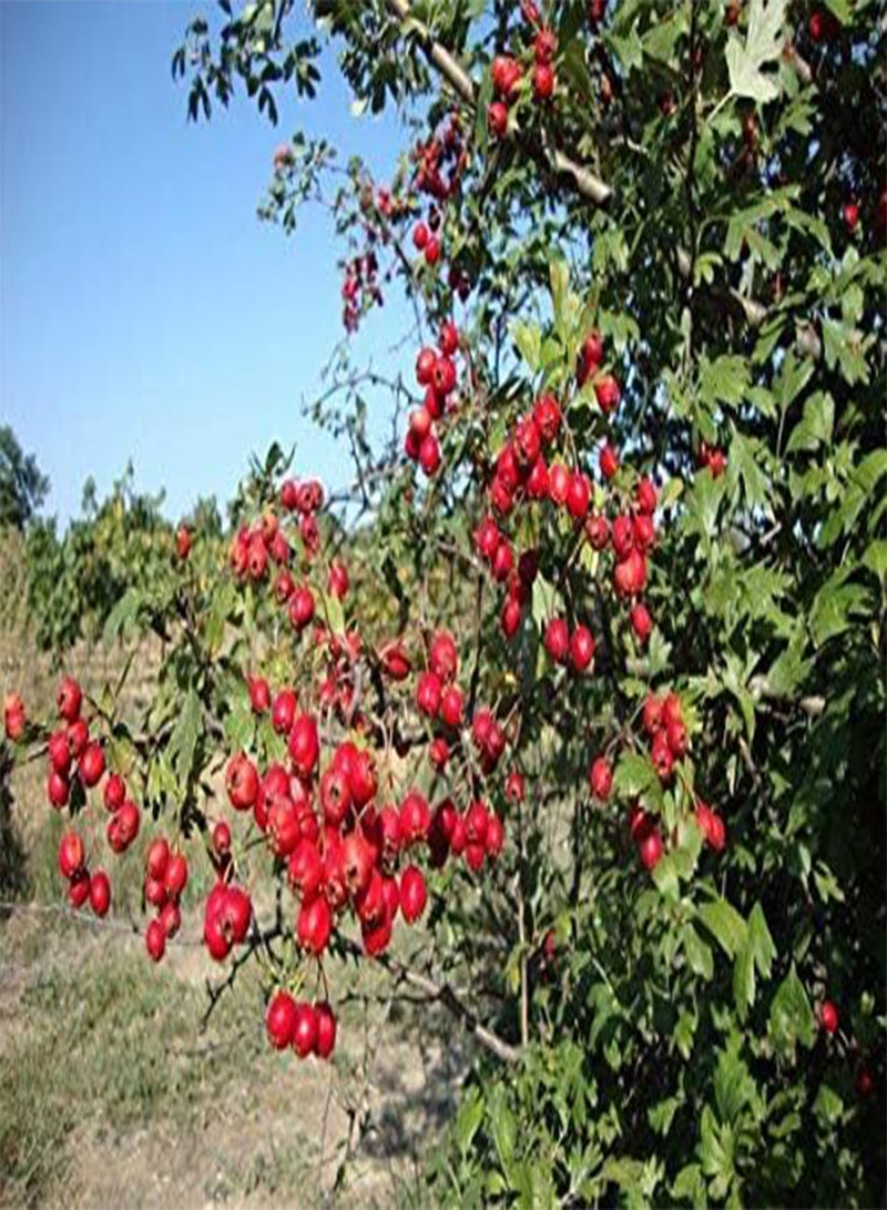 GGOOT Rare 4 Graines D' Azerolier(Crataegus Azarolus) H369 Red Azarole Hawthorn Seeds - Image 4