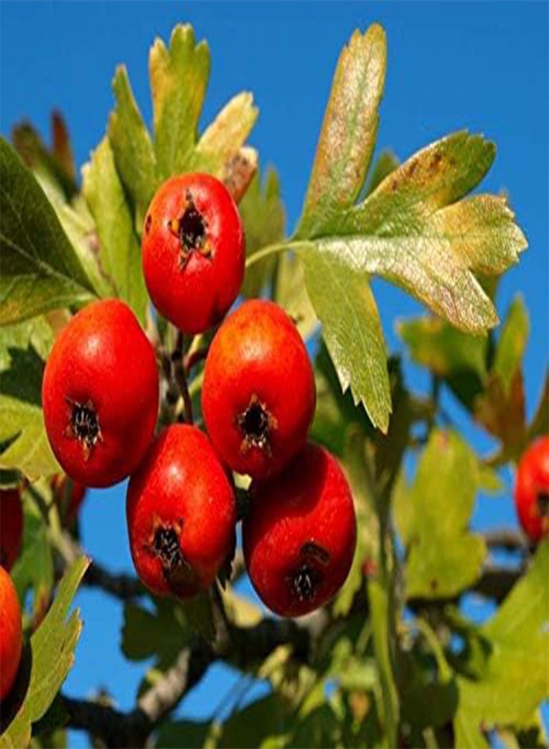 GGOOT Rare 4 Graines D' Azerolier(Crataegus Azarolus) H369 Red Azarole Hawthorn Seeds - Image 1
