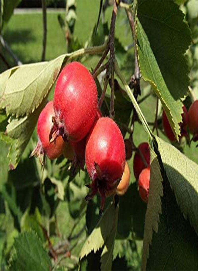GGOOT Rare 4 Graines D' Azerolier(Crataegus Azarolus) H369 Red Azarole Hawthorn Seeds - Image 2